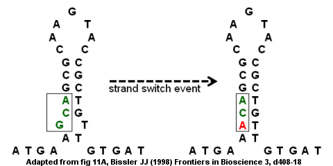 Antitrombina-gene-strand-switch.gif