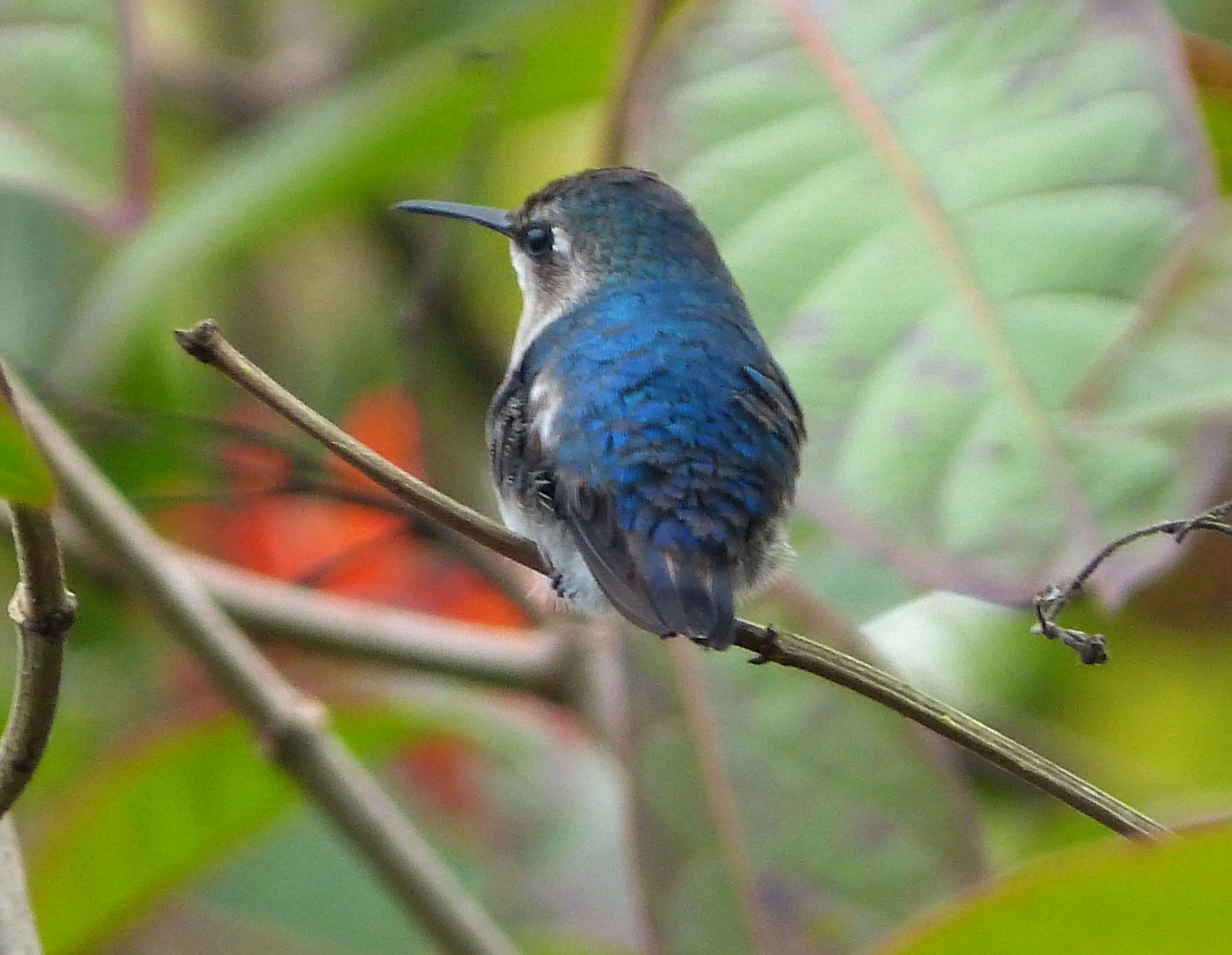 female bee hummingbird