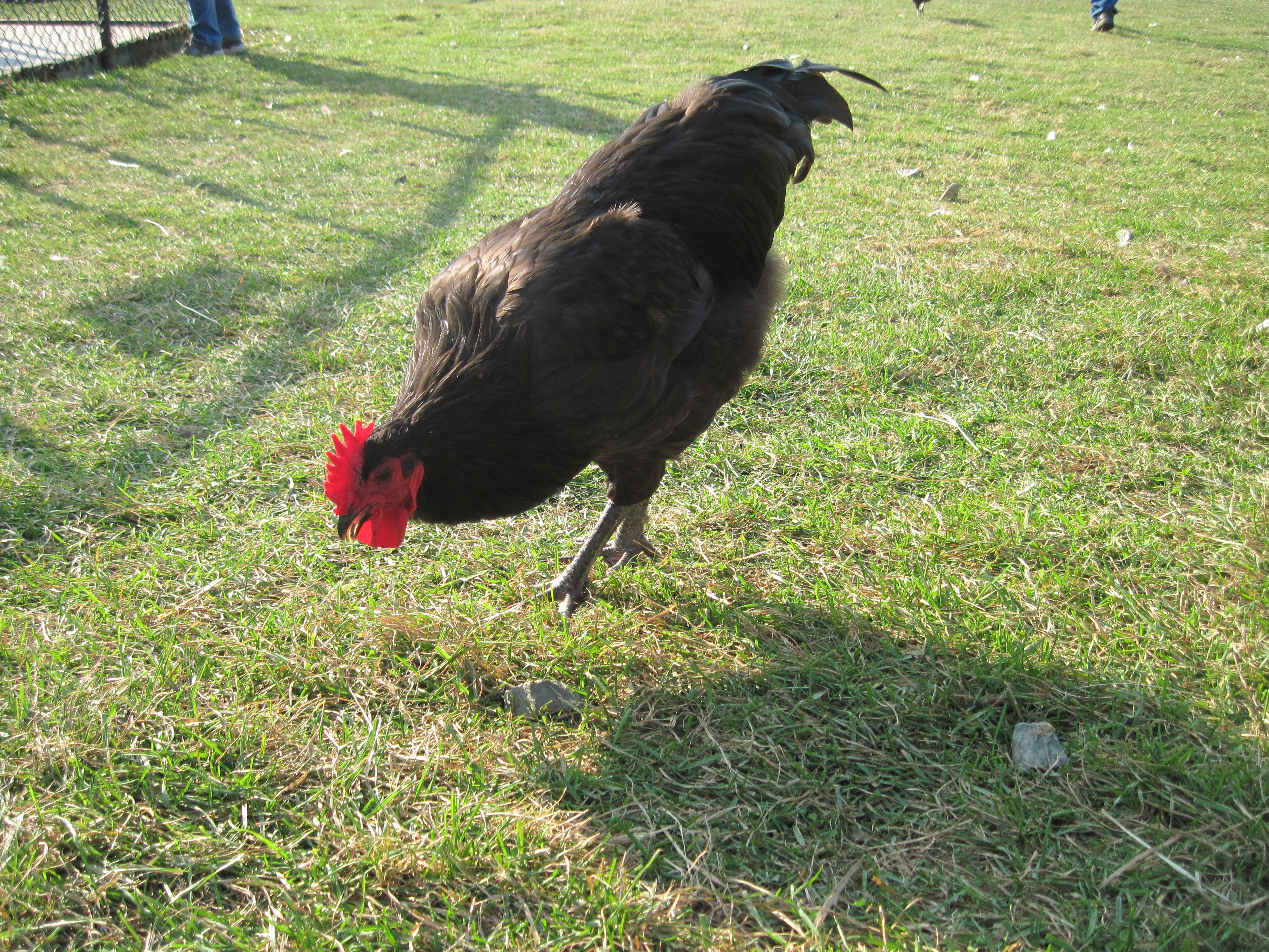 File:Black Sex Link Chicken.JPG - Wikimedia Commons