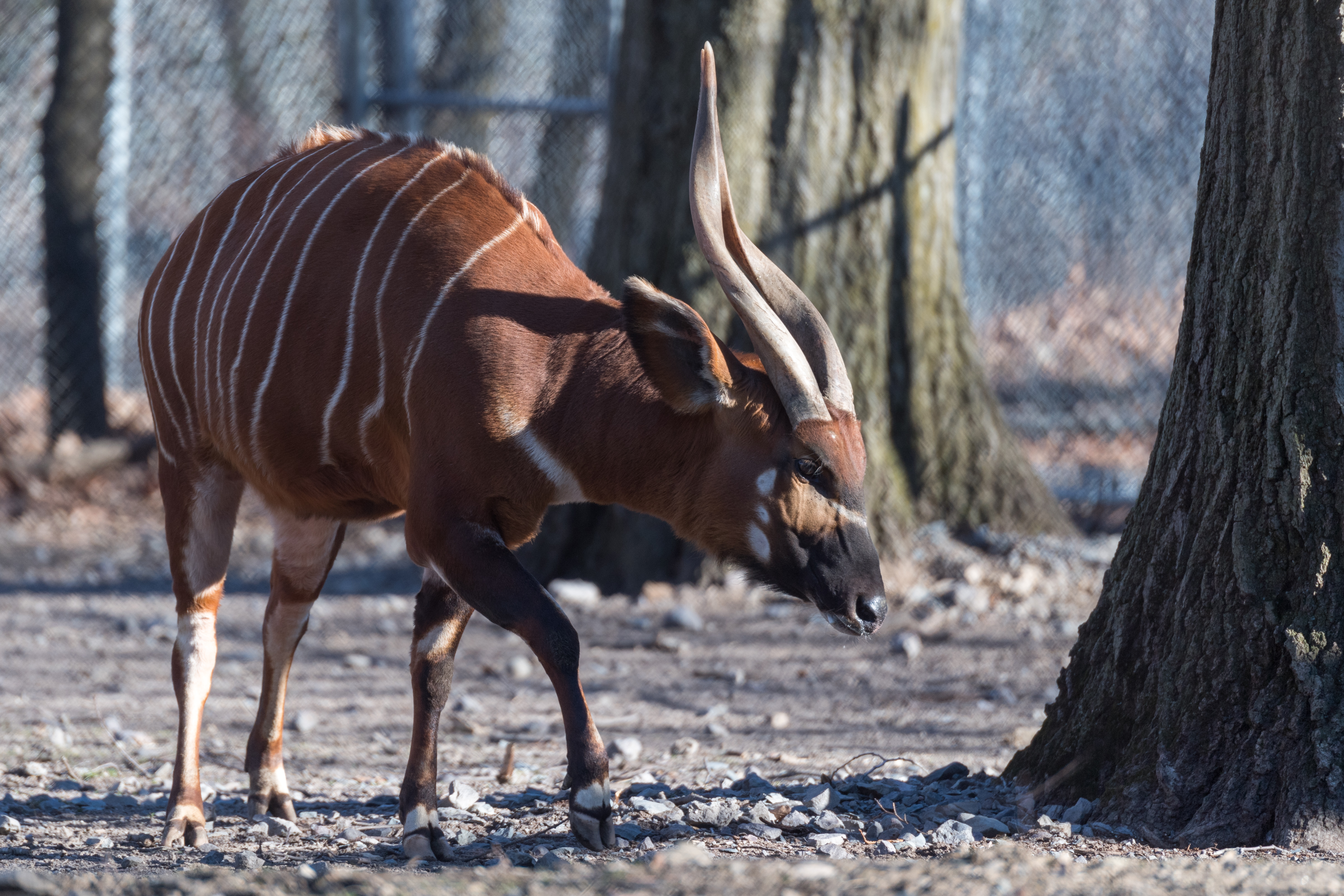 Вонго. One of World's most endangered animals, Bongo Antelope Breaks out of Fort Worth Zoo.