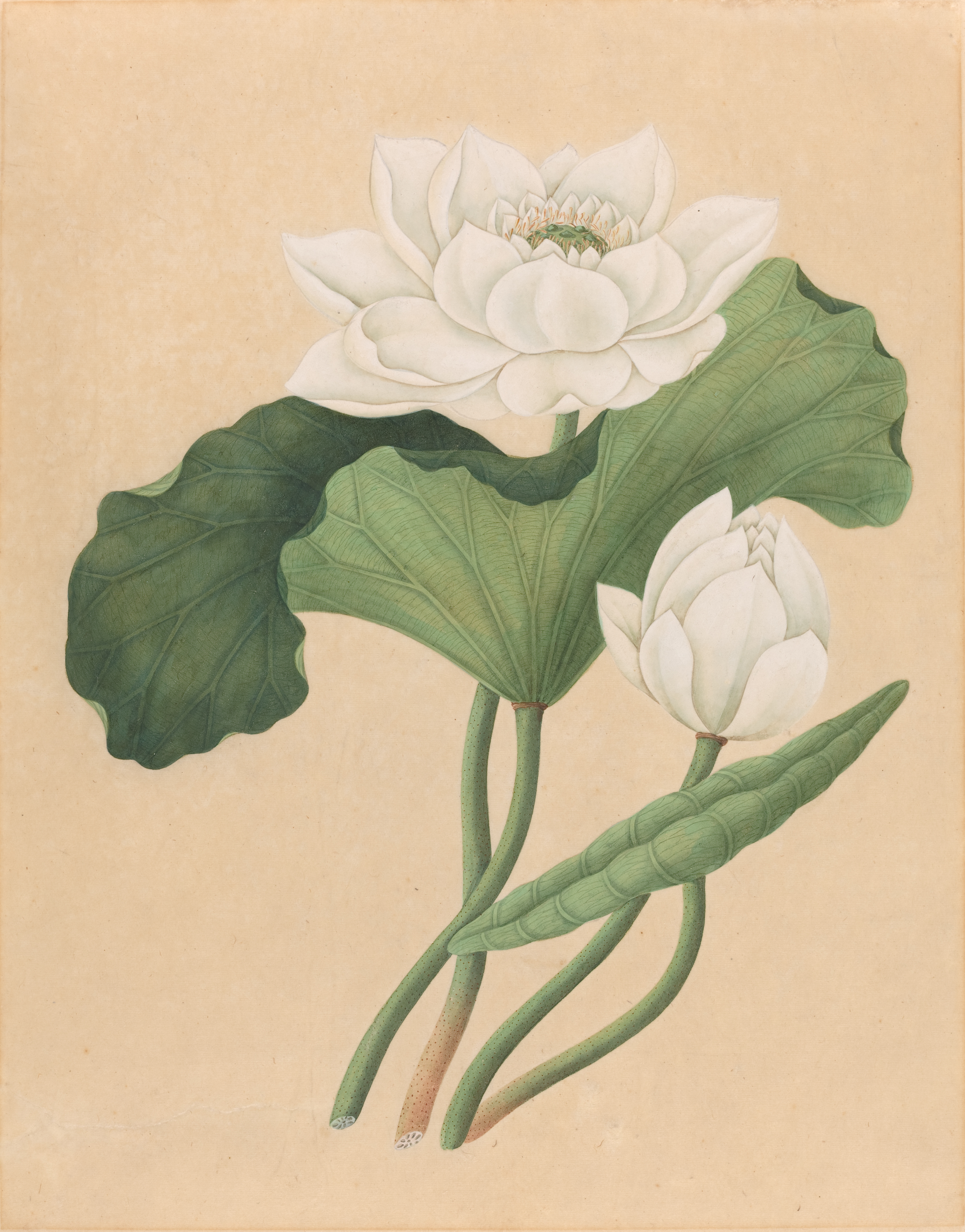 Nelumbo nucifera - Wikipedia