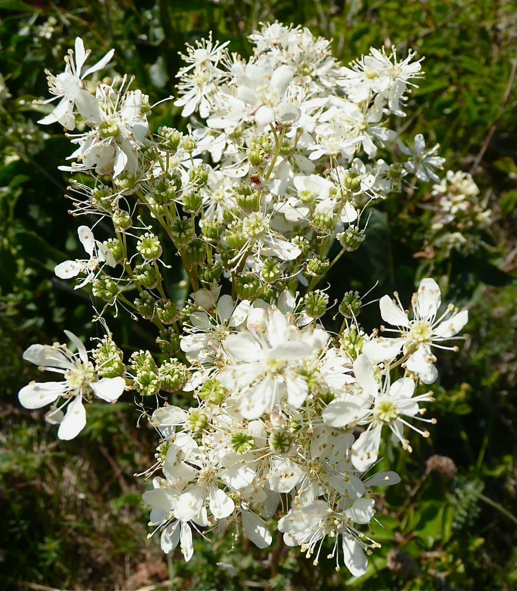 Filipendula vulgaris