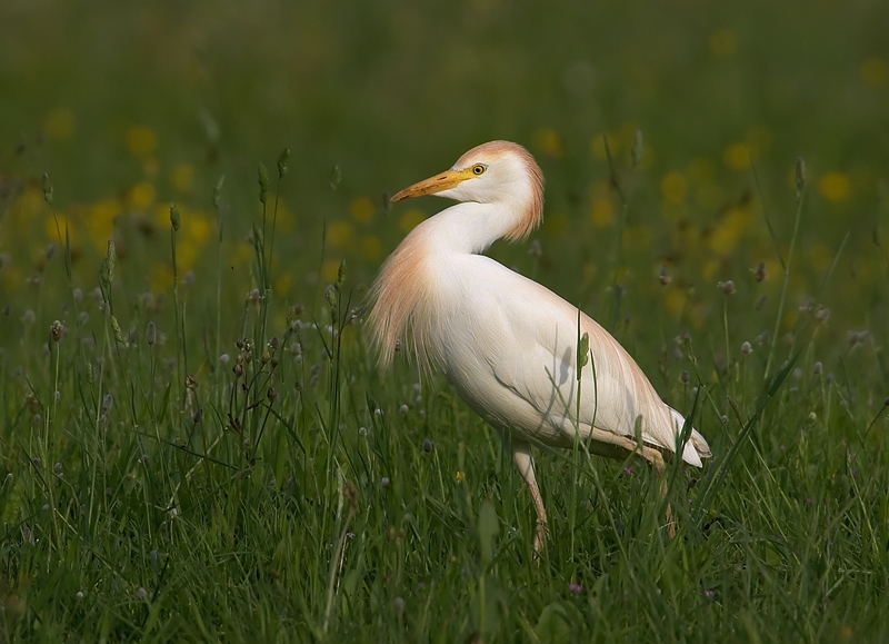 File:Bubulcus ibis 1 (Martin Mecnarowski).jpg