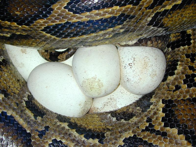 Clutch (eggs) - Wikipedia