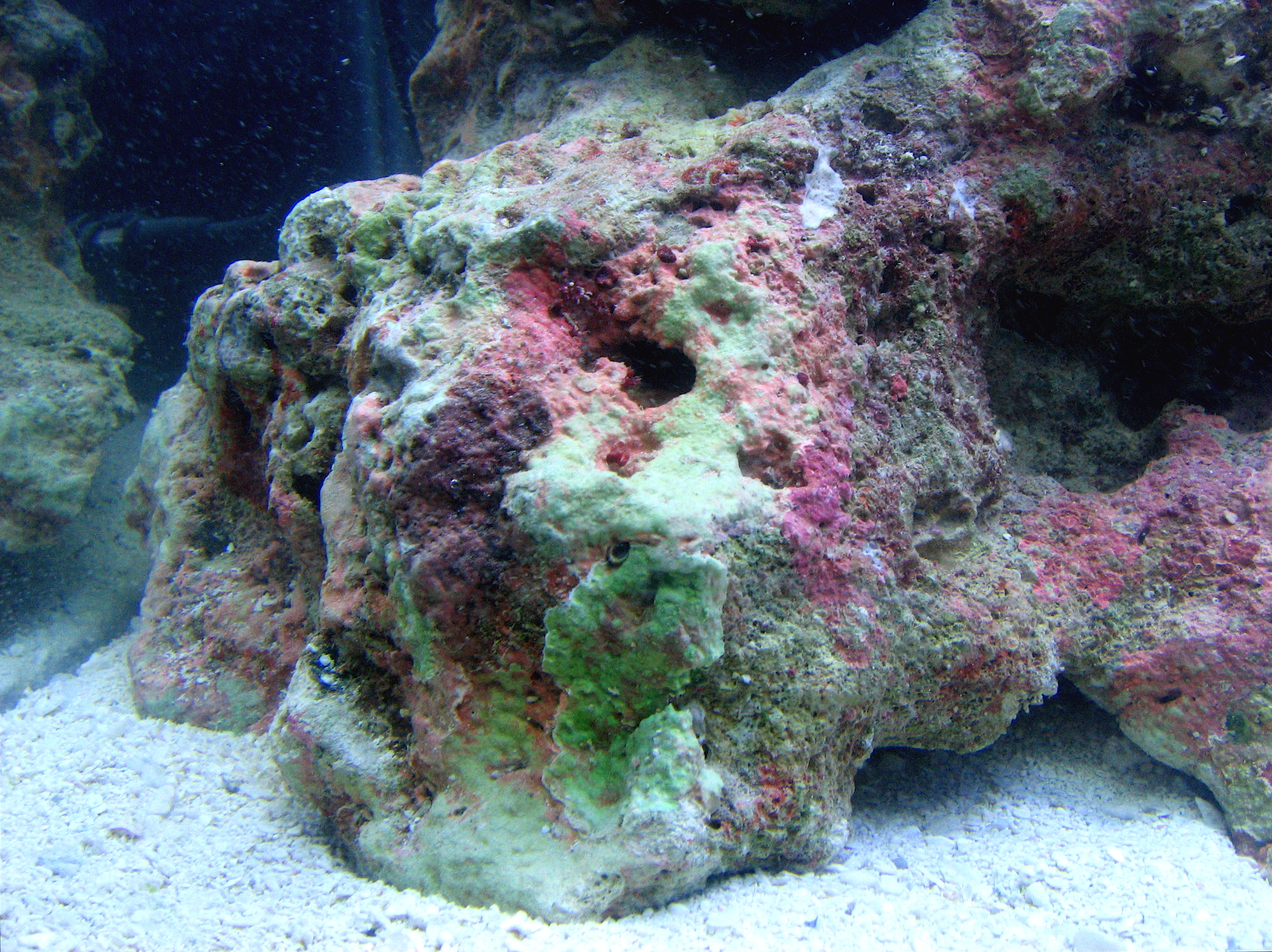 live rock for marine aquarium