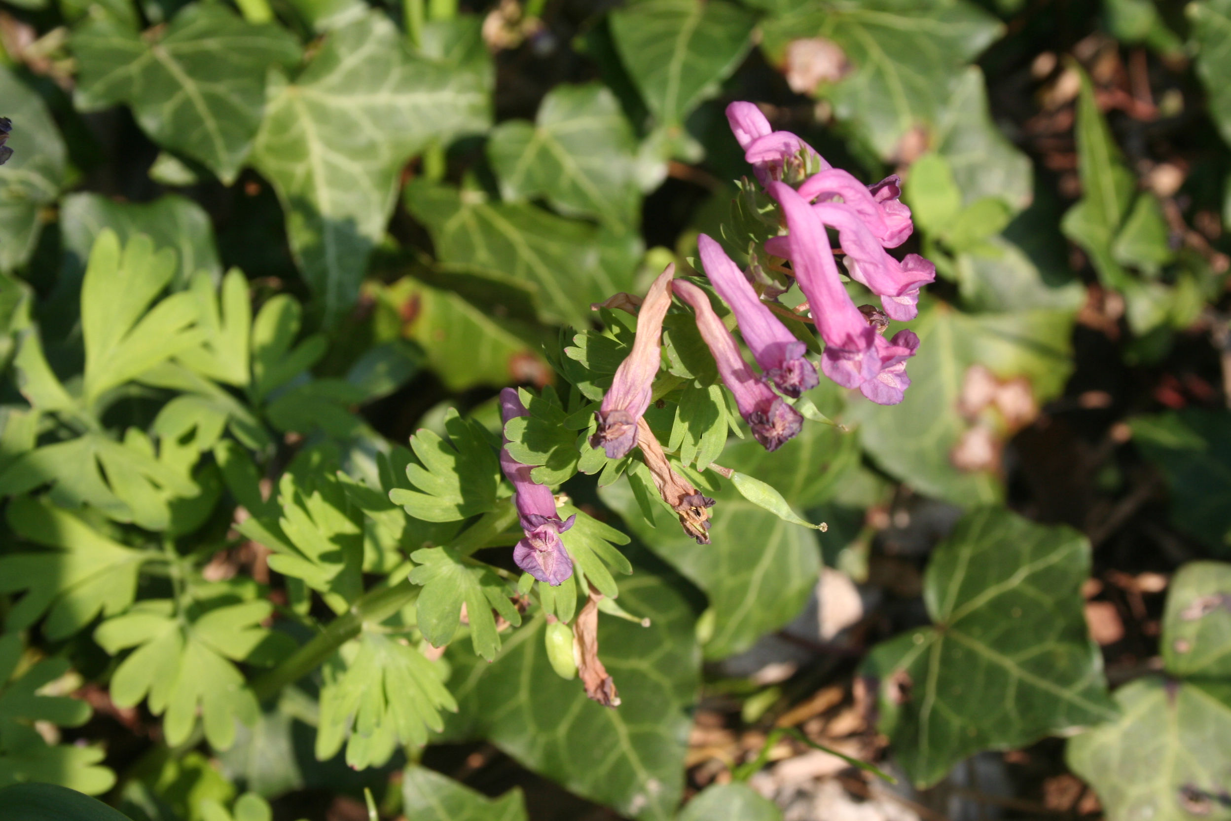 Corydalis paniculigera