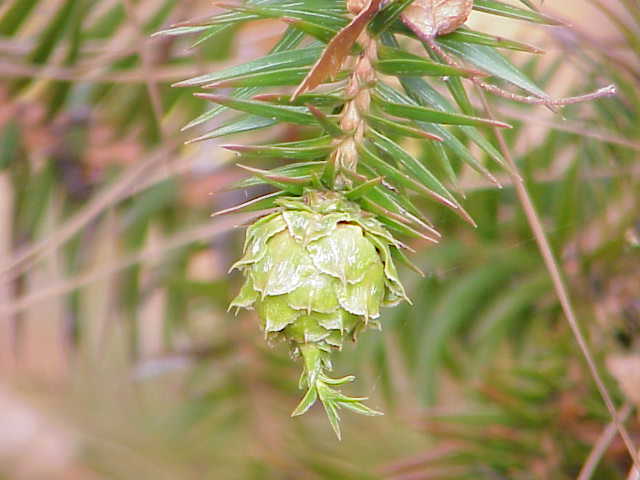 File:Cunninghamia lanceolata1.jpg