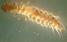 Larva Dobsonfly Corydalus cornutus larvae.jpg