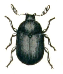 Dorcatoma.dresdensis .-. Calwer.29.09.jpg