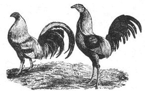 Gallo de pelea - Wikipedia, la enciclopedia libre