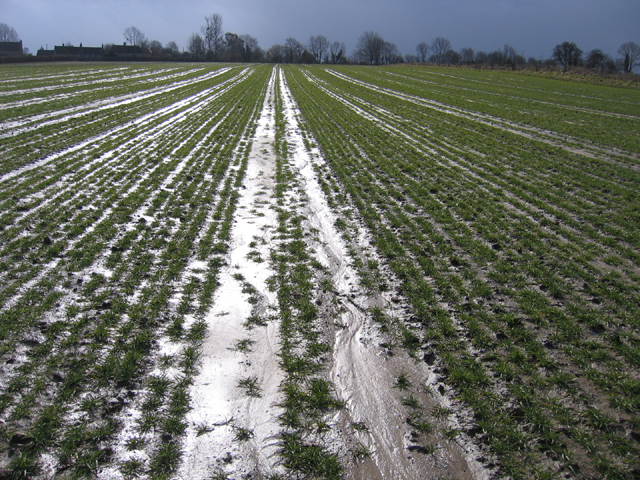 File:Eroding winter wheat field, Wigborough, Somerset - geograph.org.uk - 133815.jpg