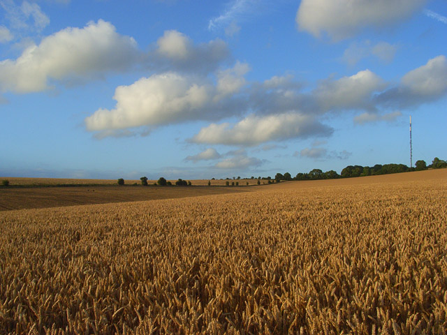 File:Farmland, Kingsclere - geograph.org.uk - 910925.jpg