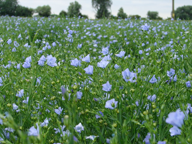 File:Flax Crop - geograph.org.uk - 492111.jpg