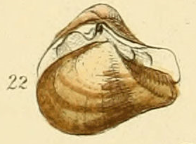 Basket clam (Varicorbula gibba) (from GB Soberby, 1859: Plate 1, Fig. 22 [1])