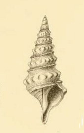 <i>Gemmula rotatilis</i> Species of gastropod