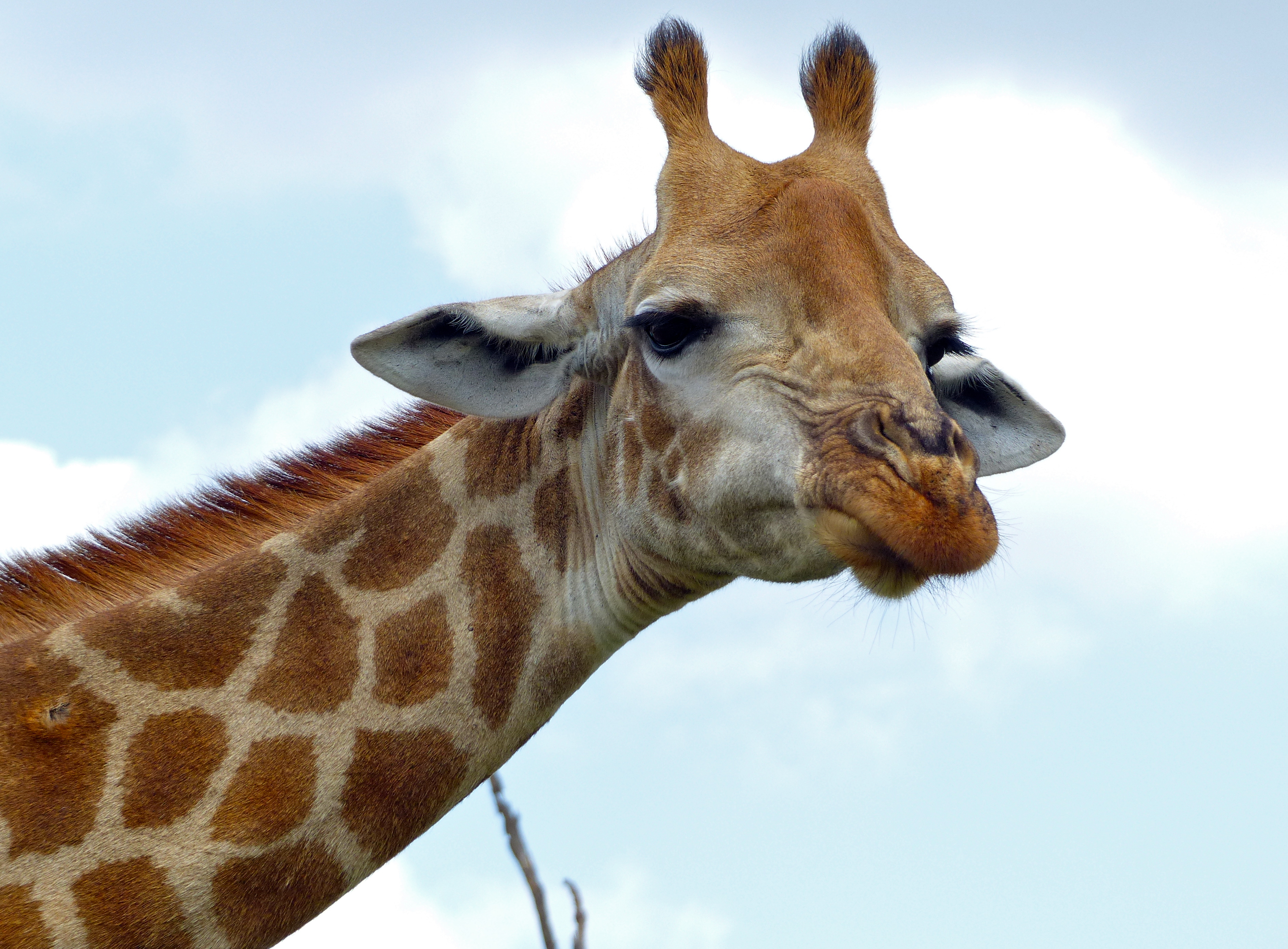 Giraffe (Giraffa camelopardalis) frown (11530010275).jpg