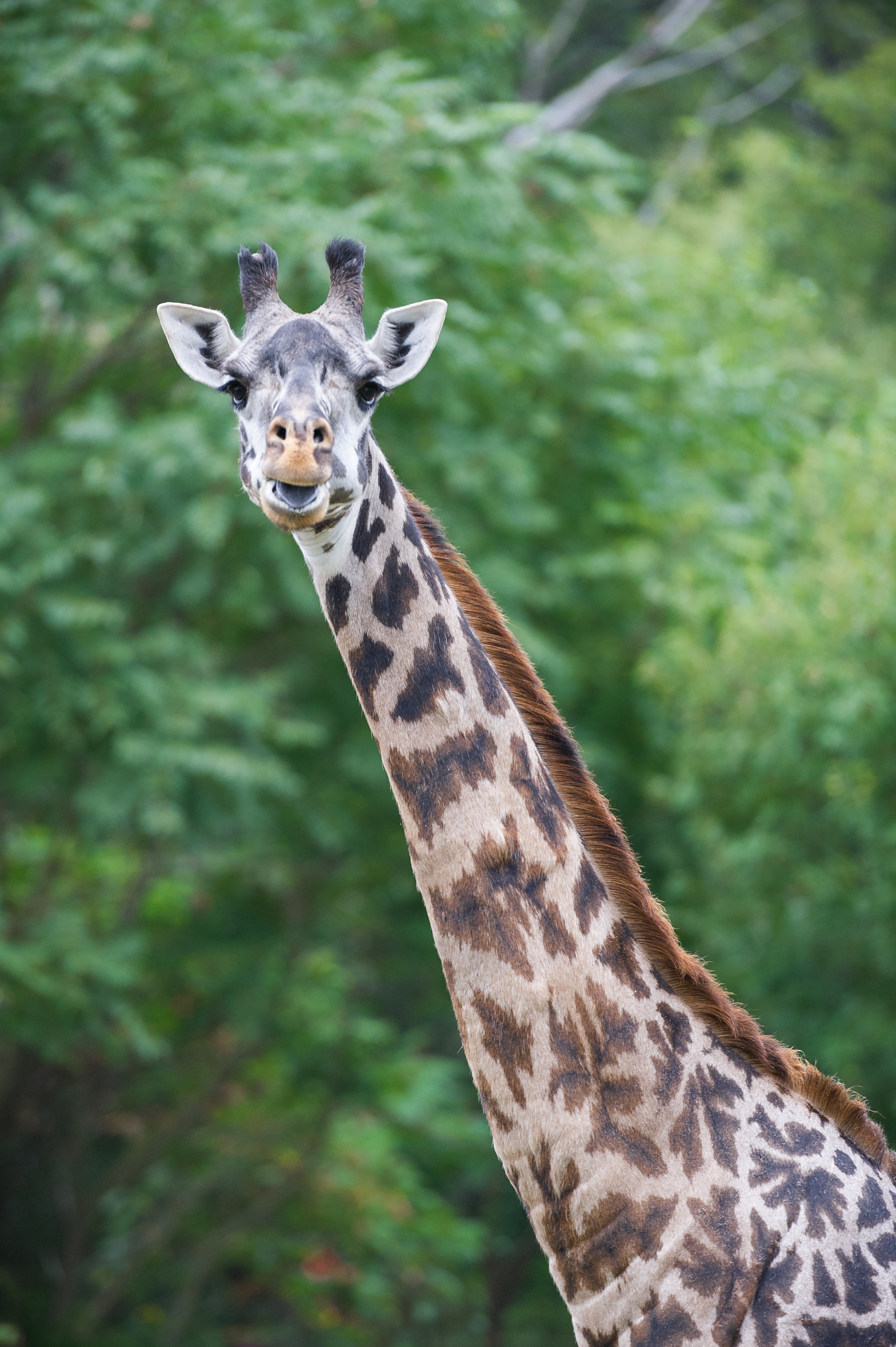 Giraffe Head and Neck Profile (21582364055).jpg