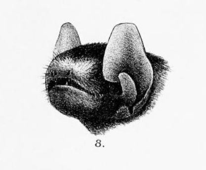 The average adult weight of a Common thick-thumbed bat is 4 grams (0.01 lbs)