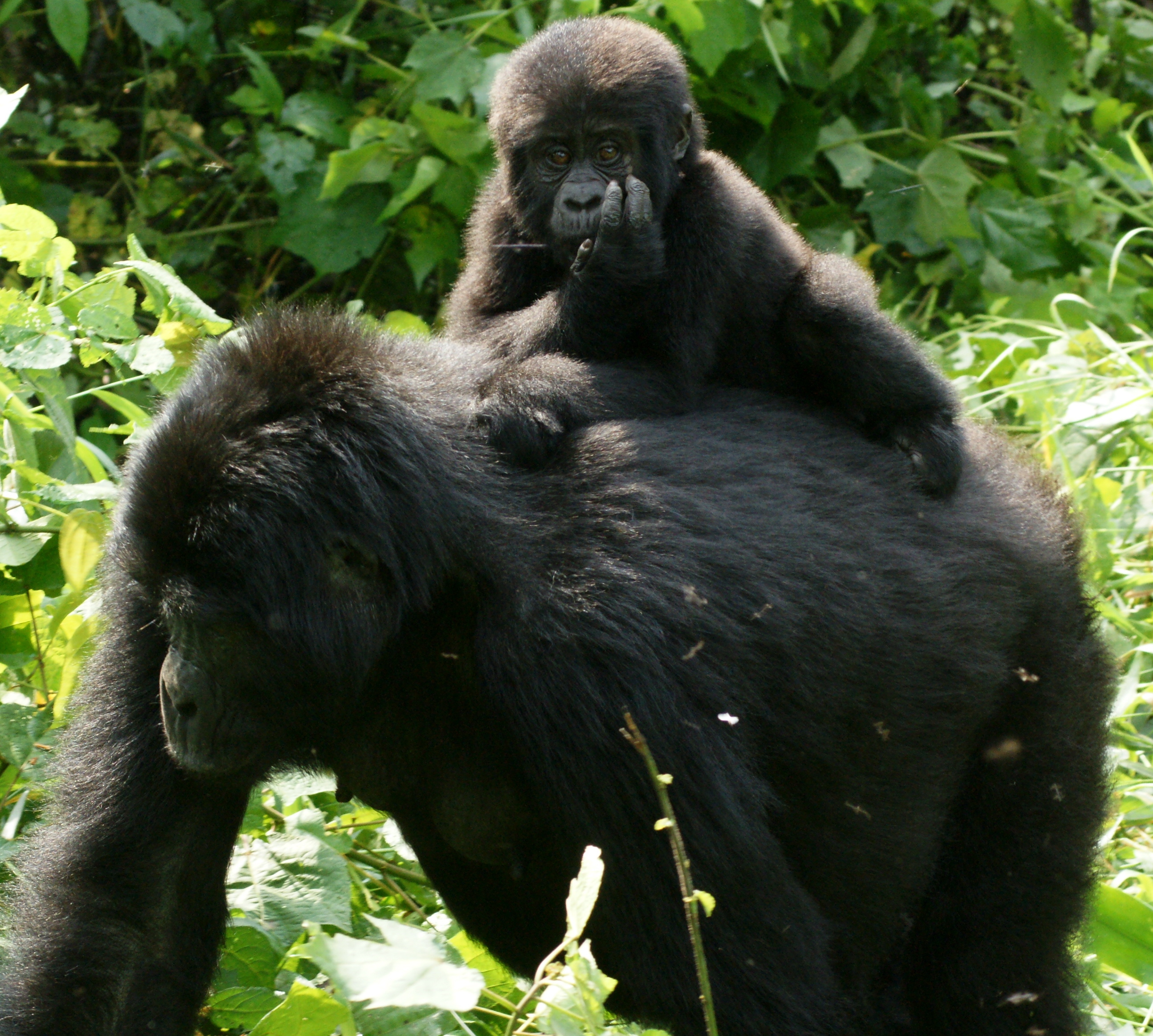 Uma Aventura Africana de Vida Selvagem