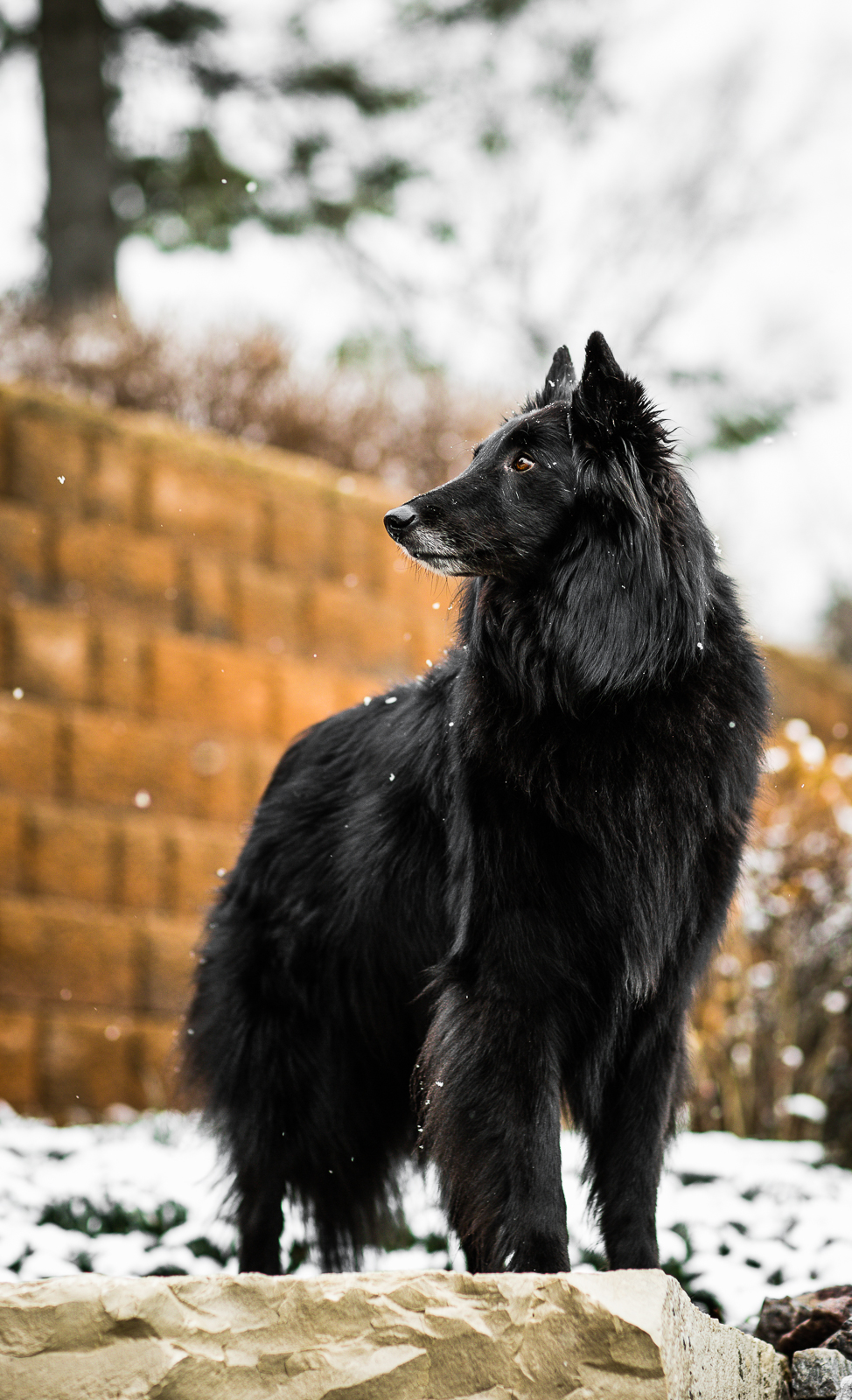 black belgian shepherd