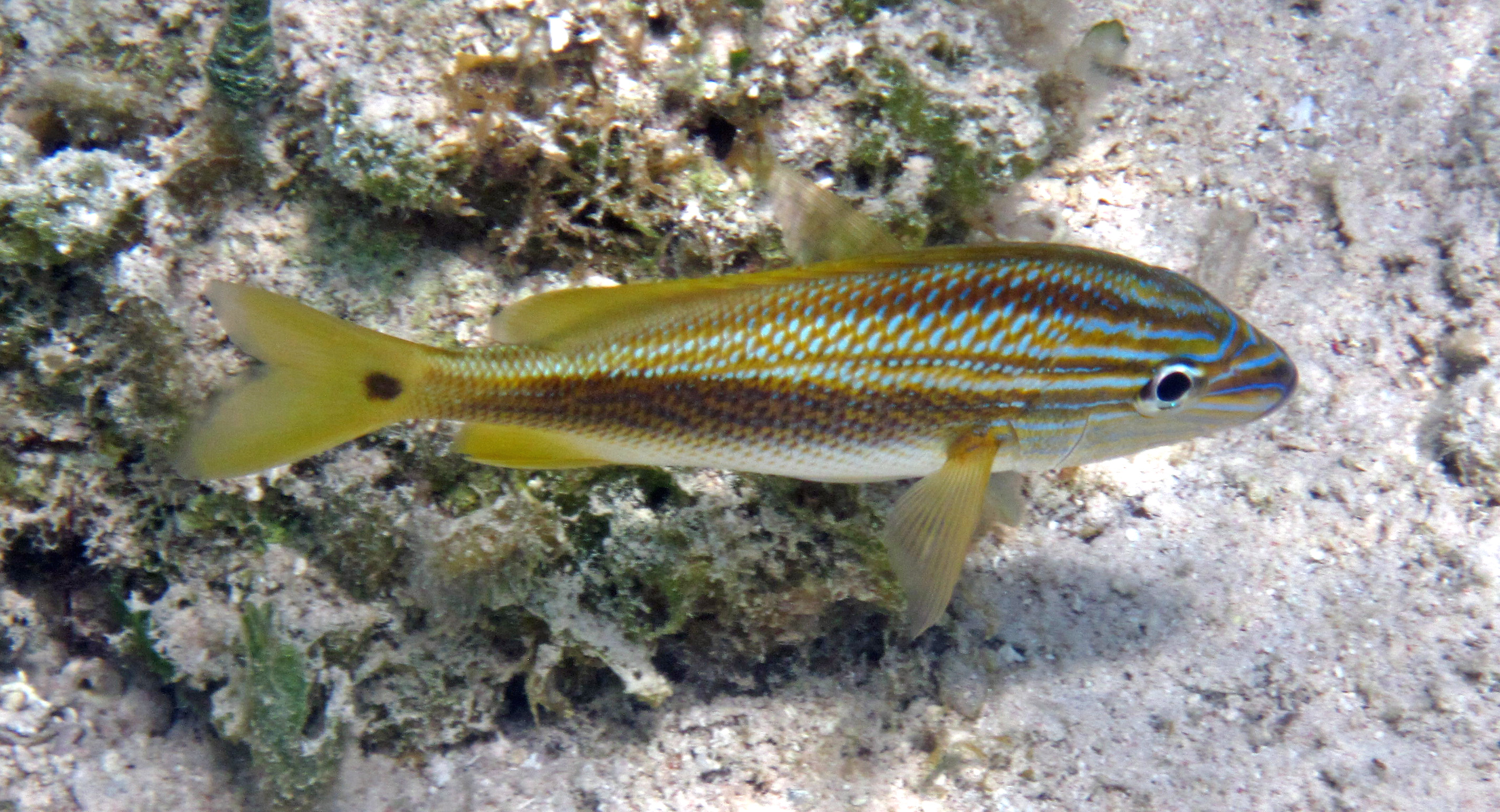 Bluestriped grunt - Wikipedia