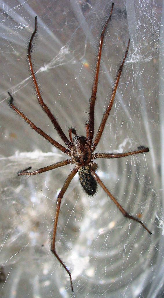 Giant house spider  The Wildlife Trusts