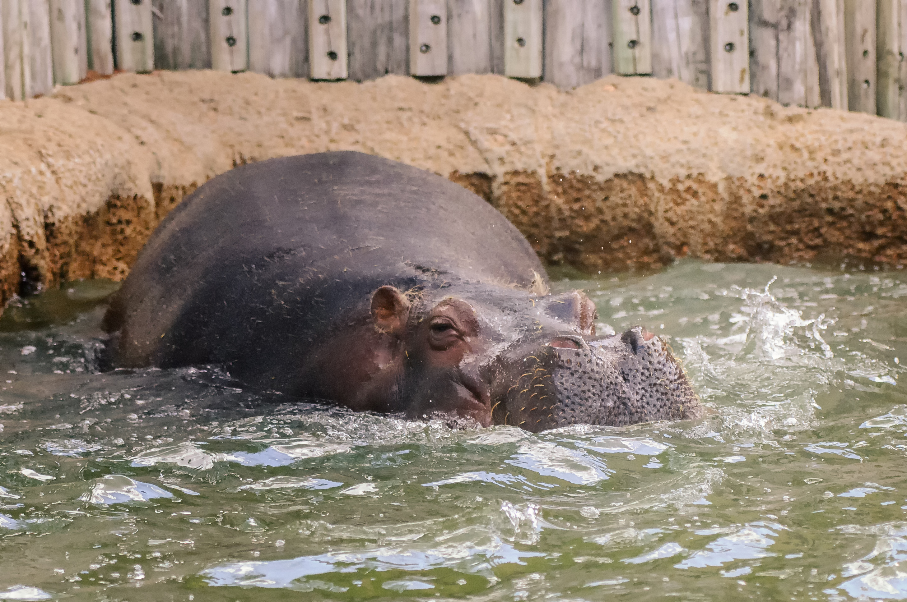 Hippo in Water (18691536599).jpg