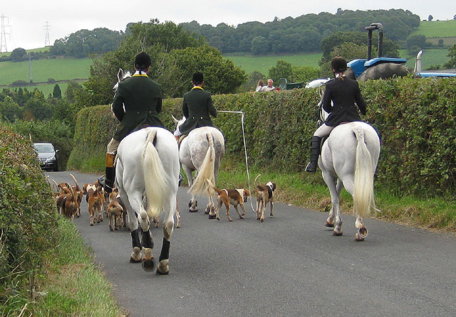 File:Horses and hounds - geograph.org.uk - 1472507.jpg