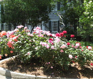 File:Junior House Rose Garden.jpg