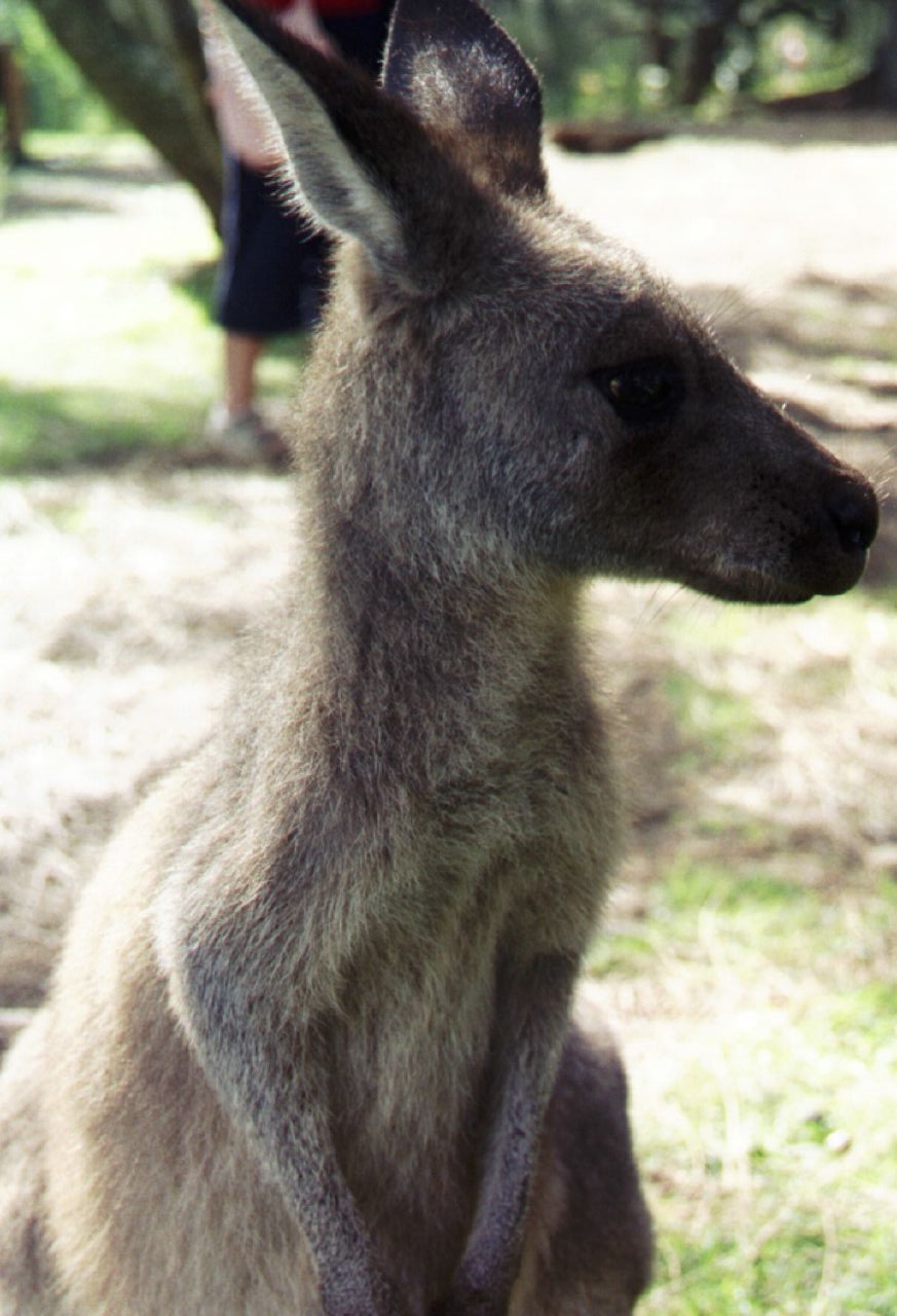 Image:kangaroo.jpg