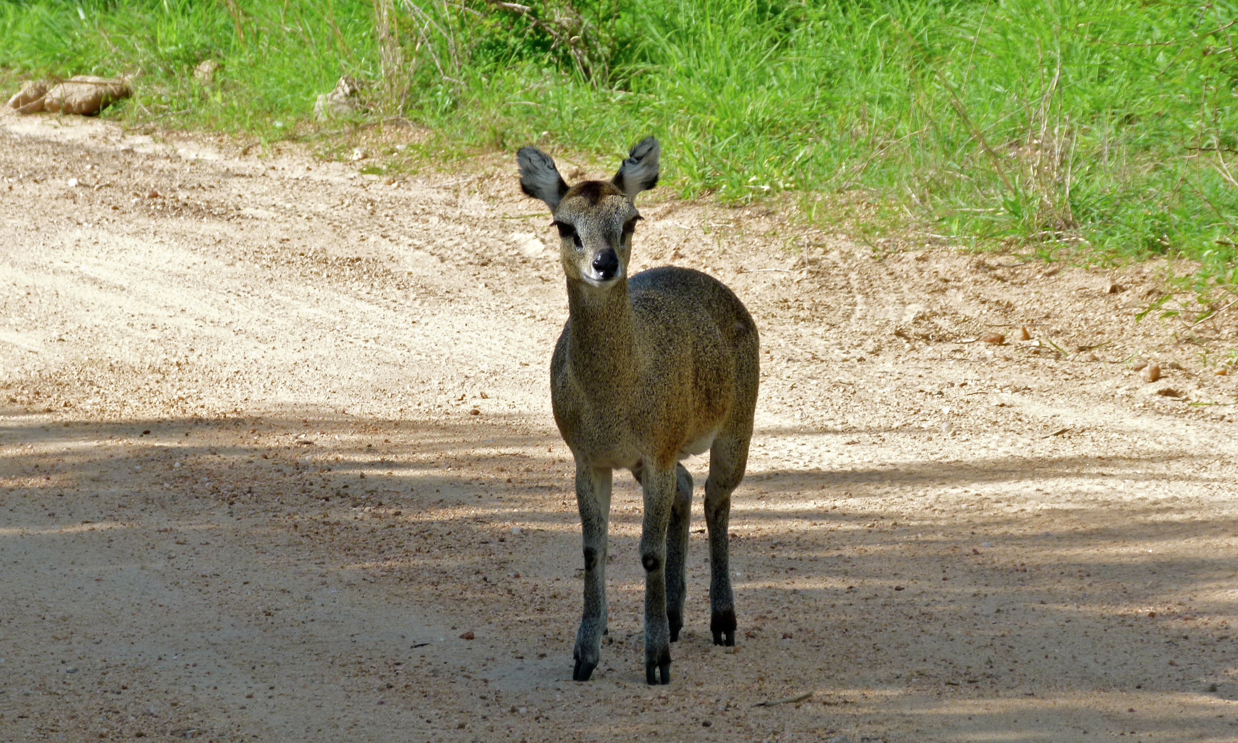 Klipspringer (Oreotragus oreotragus) female (6002381569).jpg