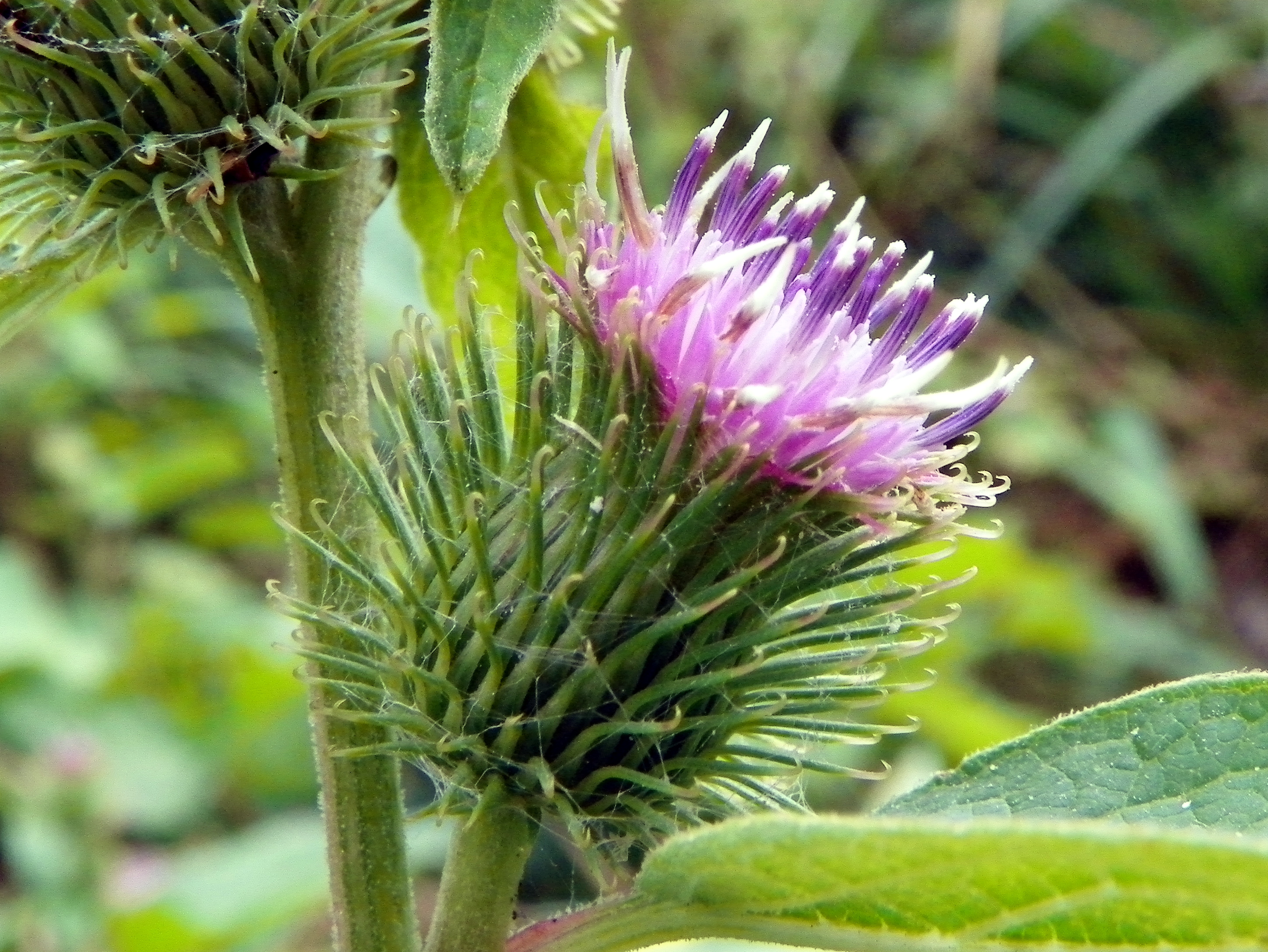 Лопух малый (Arctium Minus)