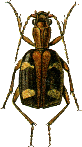 <i>Mastax thermarum</i> Species of beetle