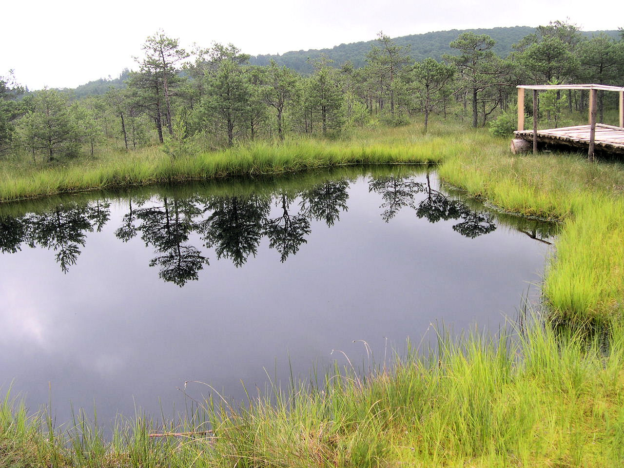 Озеро ане. Болота Мексики. Peat bog.