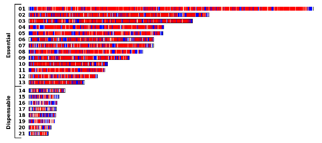 File:Mycosphaerella graminicola chromosomes.png