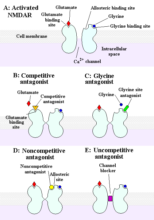 File:NMDA receptor activation and antagonists.PNG - Wikipedia
