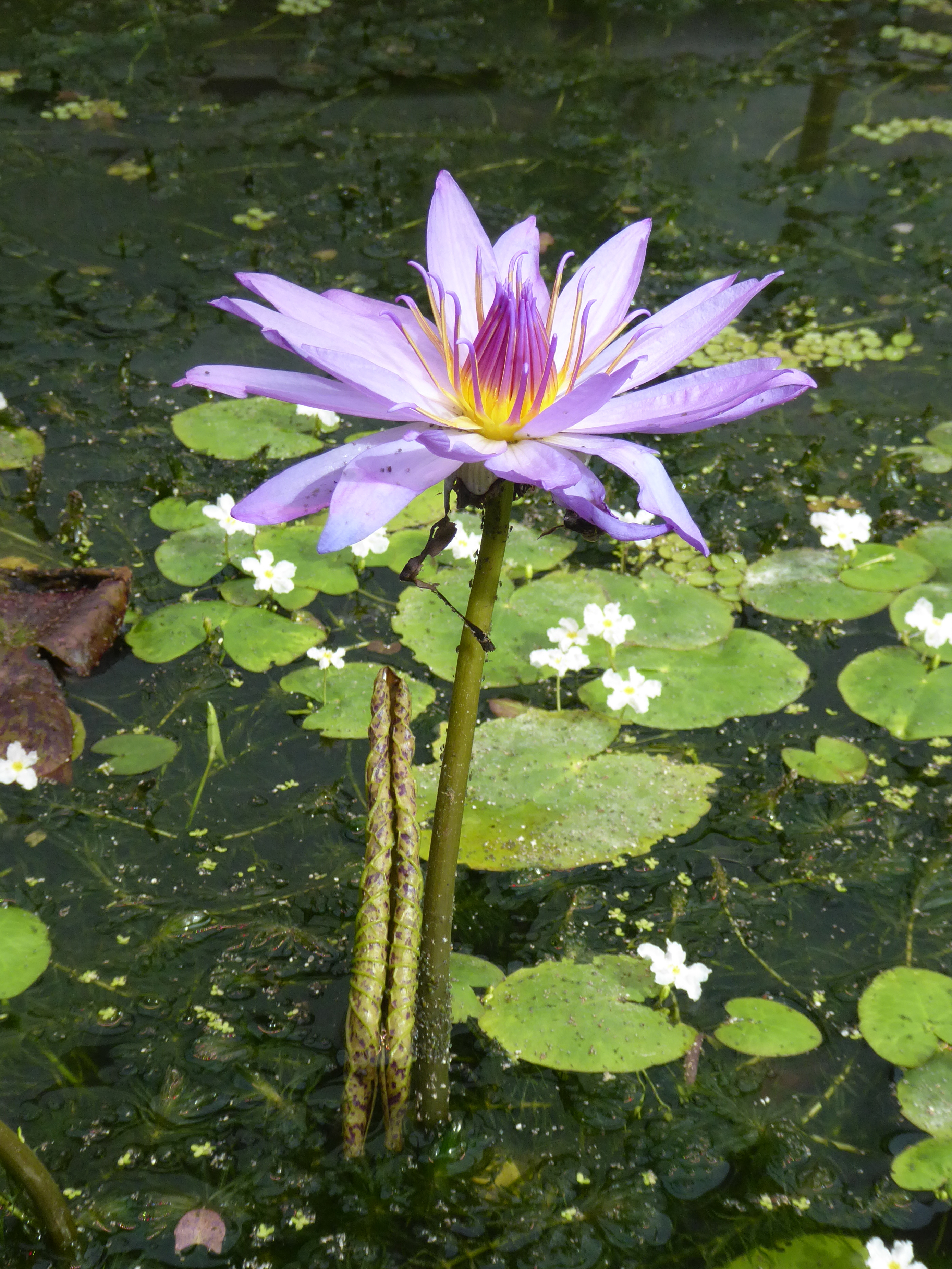 Nymphaea nouchali var. caerulea - Wikipedia