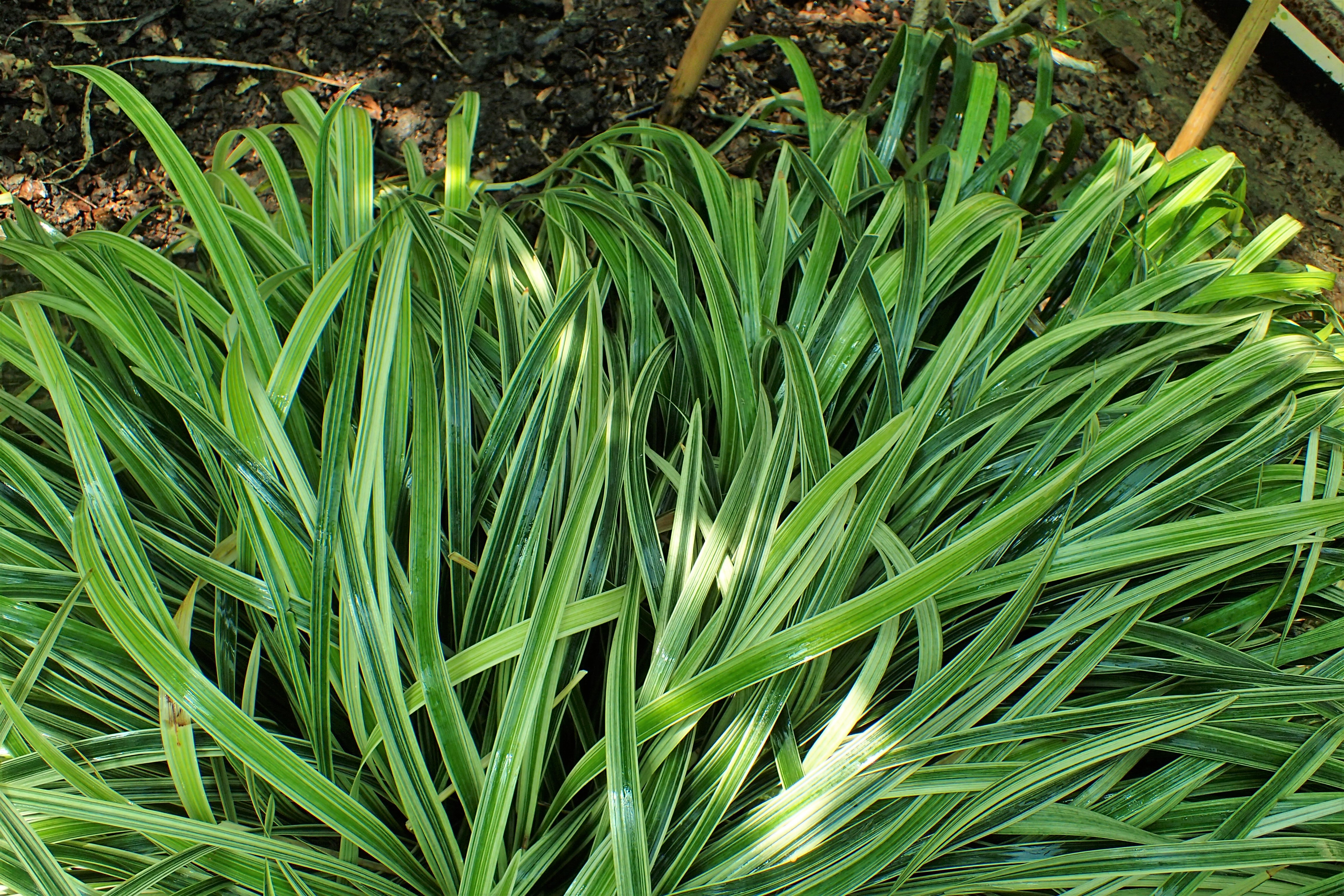 ophiopogon jaburan green