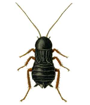File:Oriental cockroach.jpg