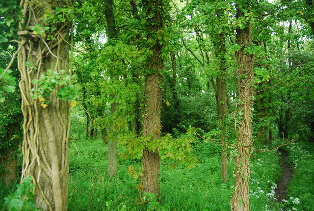 File:Outwood Common - geograph.org.uk - 3609434.jpg