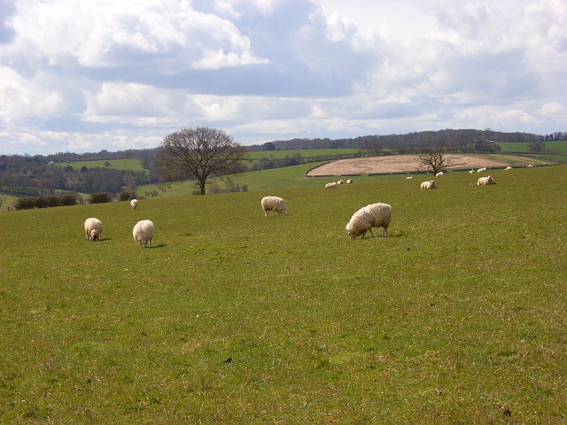 File:Pasture, Piddington - geograph.org.uk - 769004.jpg