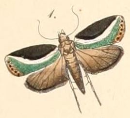 <i>Ariola ransonneti</i> Species of moth