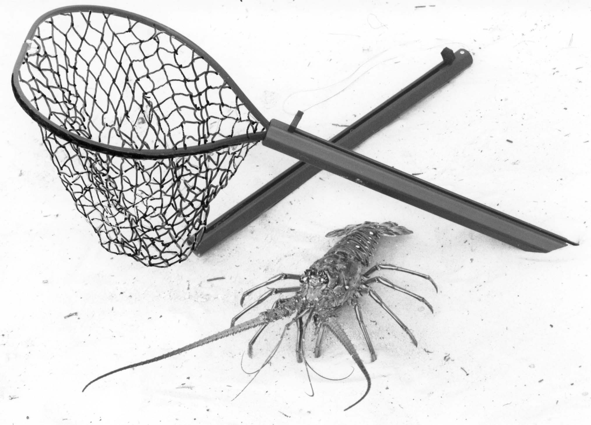 File:Retractable Lobster Net.jpg - Wikimedia Commons