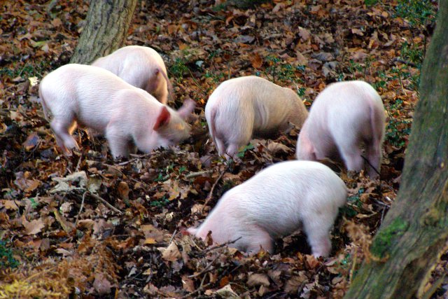 File:Rooting piglets alongside the B3078, New Forest - geograph.org.uk - 590779.jpg