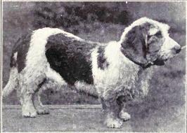 File:Rough-coated French Basset Hound from 1915.JPG