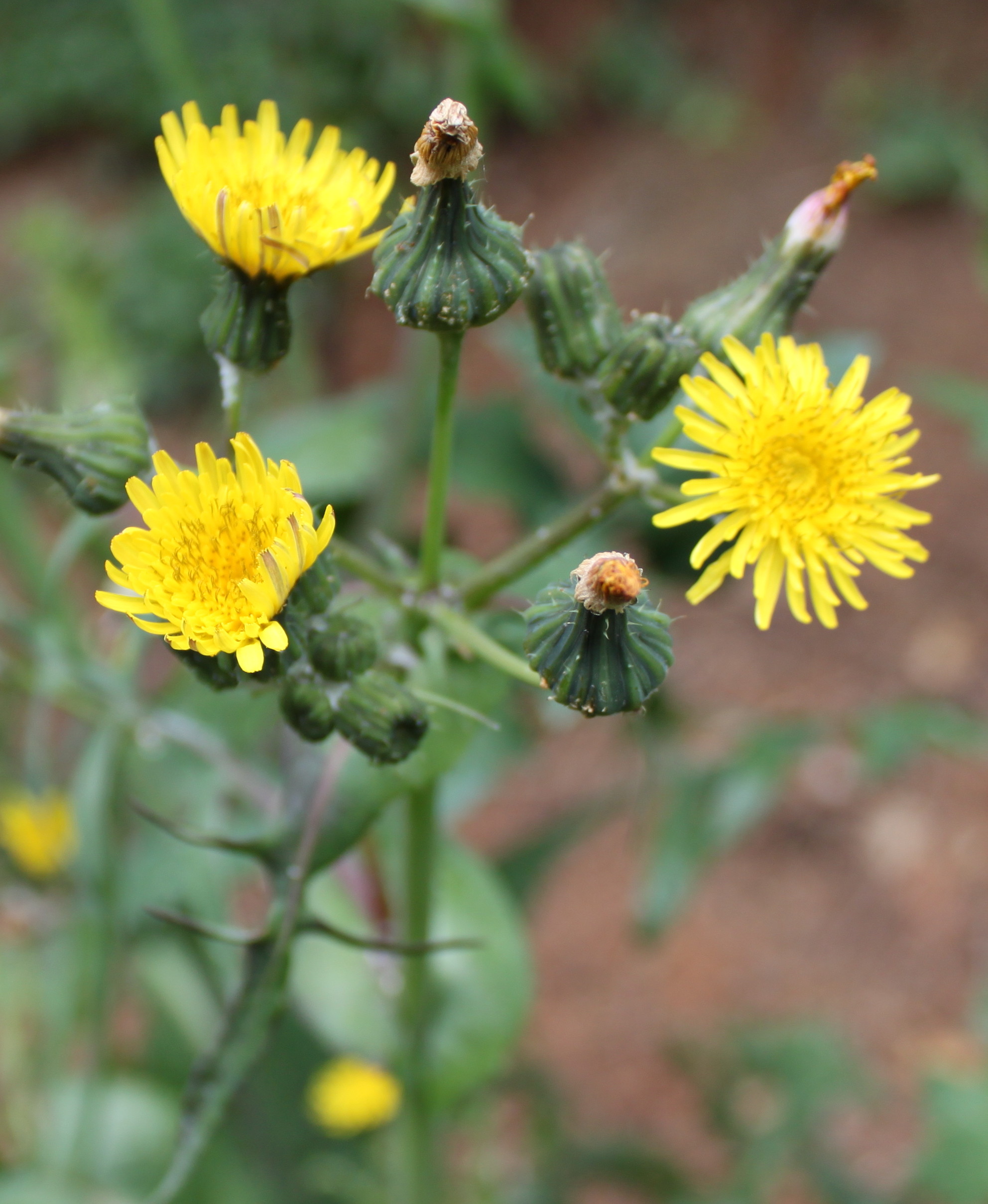 Похожие на одуванчики. Осот(Sonchus). Осот болотный. Осот топяной. Осот желтый полевой медонос.