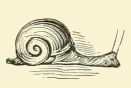 File:Snail Drawing.jpg