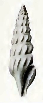 <i>Splendrillia lygdina</i> Species of gastropod