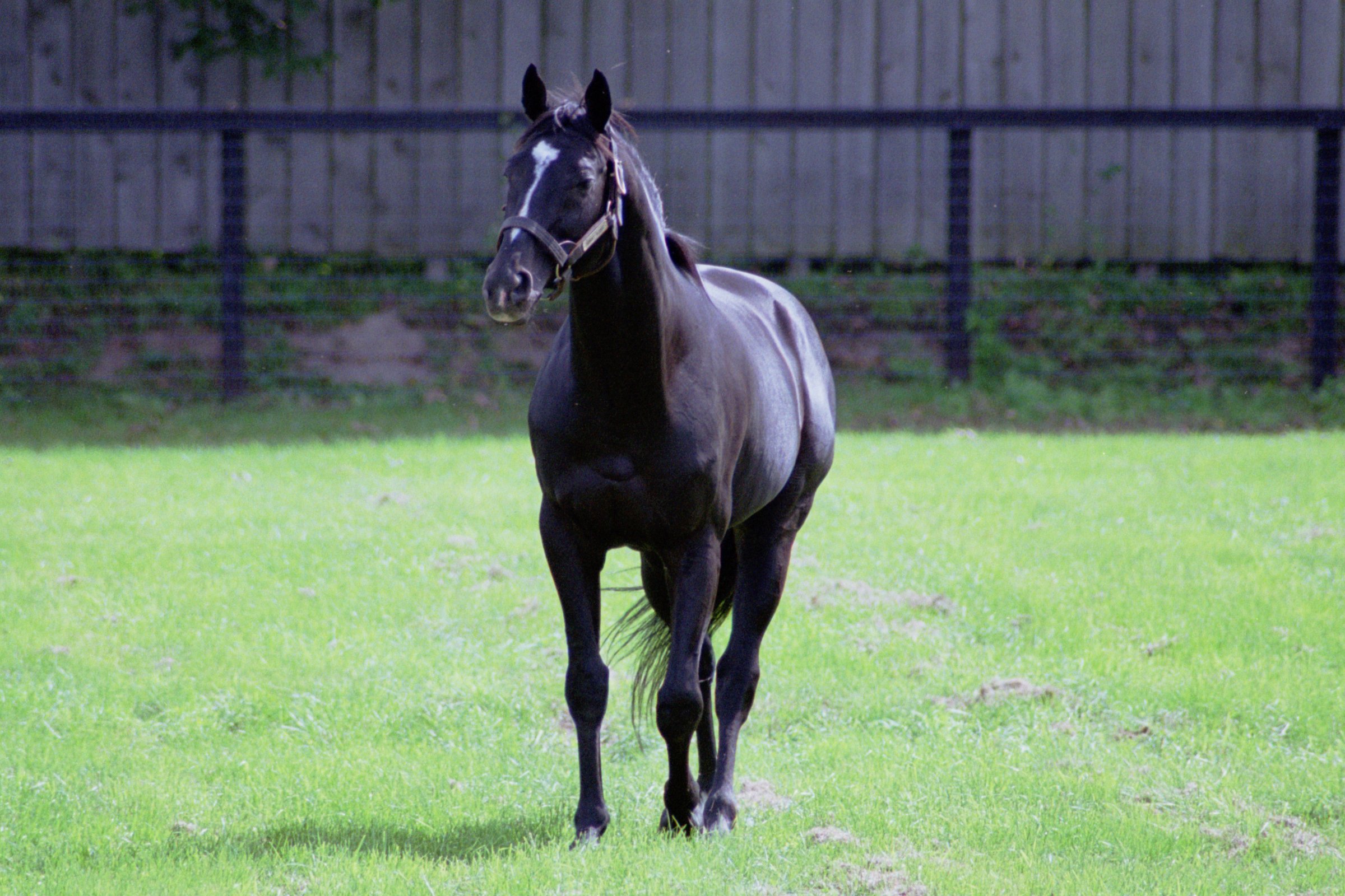 Sunday Silence Wikipedia - 