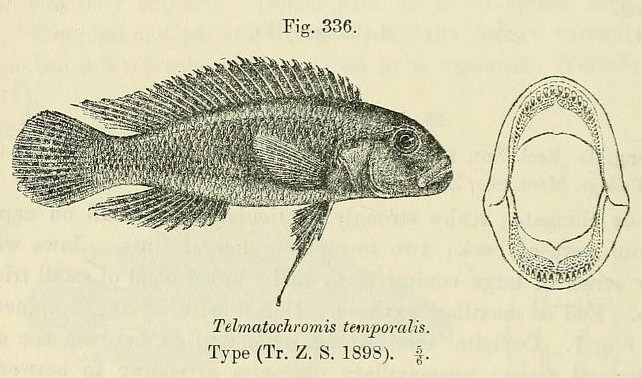 File:Telmatochromis temporalis.jpg